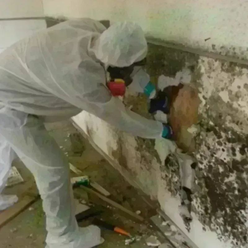 Mold Remediation and Removal in Candelaria Arenas, PR